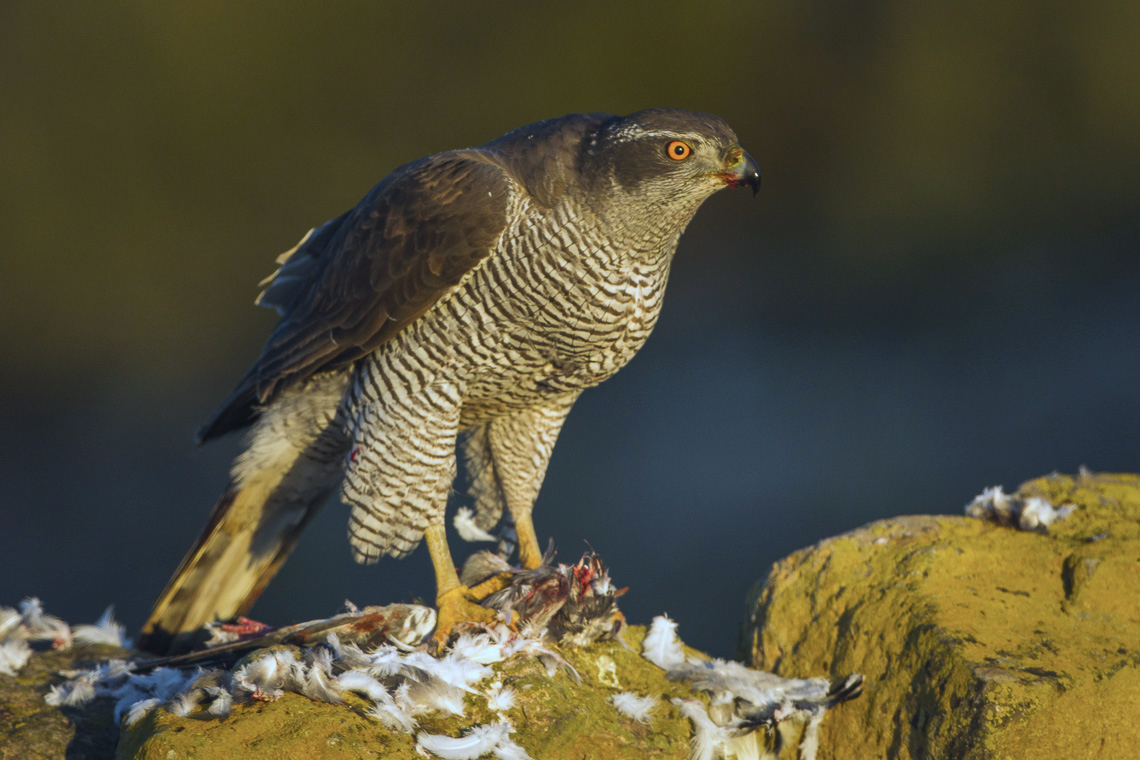 Hybrid Falcon - Picture of The International Centre for Birds of